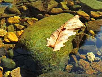 揭秘管家婆一肖一碼必中一肖，真相與風(fēng)險(xiǎn)并存的游戲